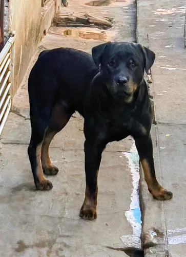 CÃO ROTTWEILER DE VERDADE 