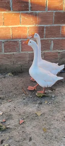 Vendo dois casais de ganso sinaleiro e uma fêmea solteira 