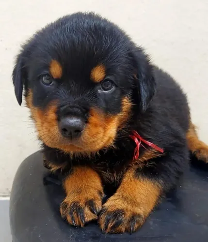 O Legítimo Rottweiler: Robustez e Inteligência com Vacinação V10 Importada e Contrato de 