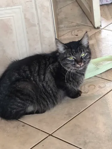 Doa-se gata