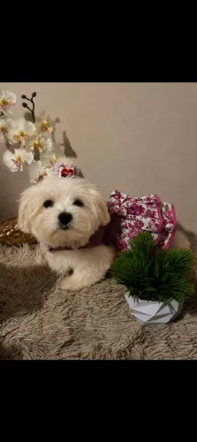 Maltês Fêmea Pronta Entrega