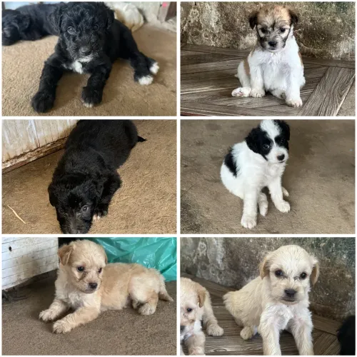 Venda de filhotes poodle