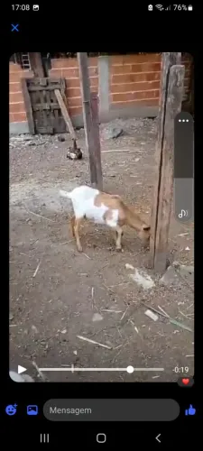 Vendo 3 cabras