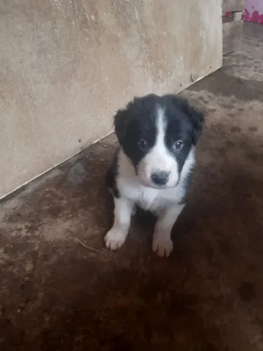 Boder cullie macho 2 meses