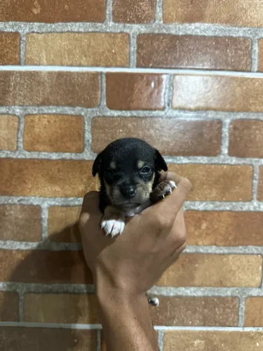 Pinscher filho de pai 0 e mãe 1 macho