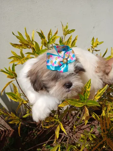 Shih Tzu 