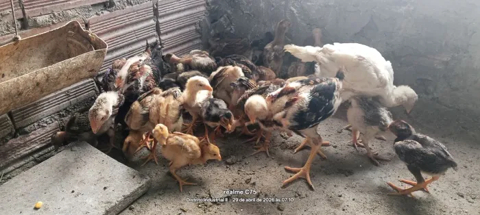 Pintos da raça Índio Gigante 