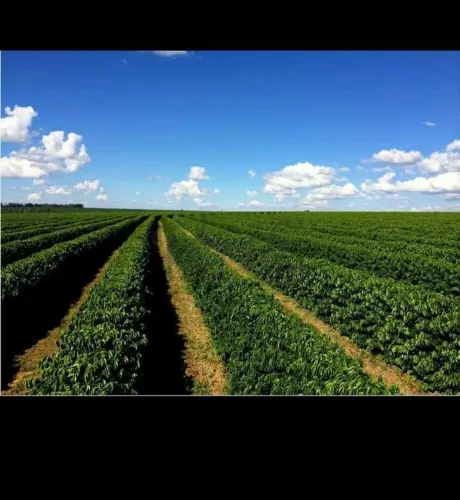 FAZENDA CAFEEIRA DE GRANDE PORTE À VENDA, 3.186,875 ha, Vale do Jequitinhonha  MG