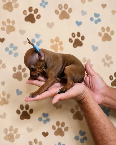 Lindo Pinscher 