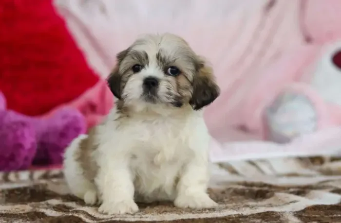 Lhasa Apso muito carinhosos! Me chama no WhatsApp para escolher o seu!