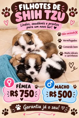 Ilhaza com chitzu falar com Wagner no zap *