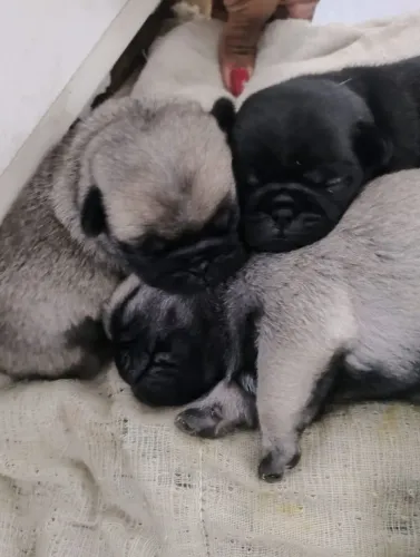 Vende-se filhotes pug