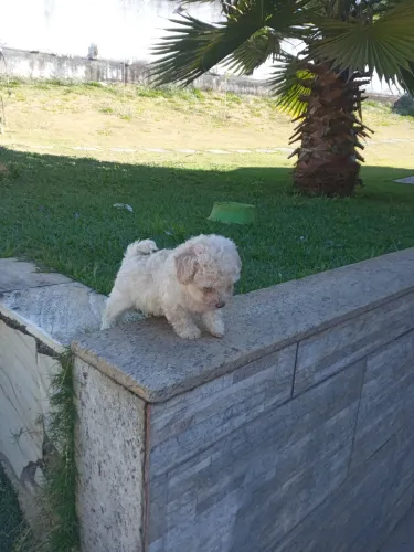 Poodle toy filhotes mini