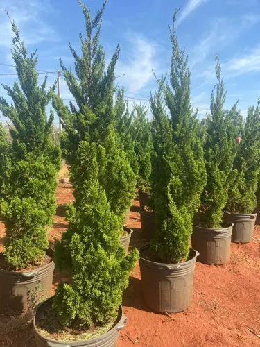 Muda de Kaizuca 1,60mt