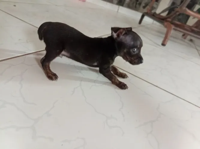Vendo Pinscher 0 macho nasceu dia 30 de abril 700 reais *70)  *79)  