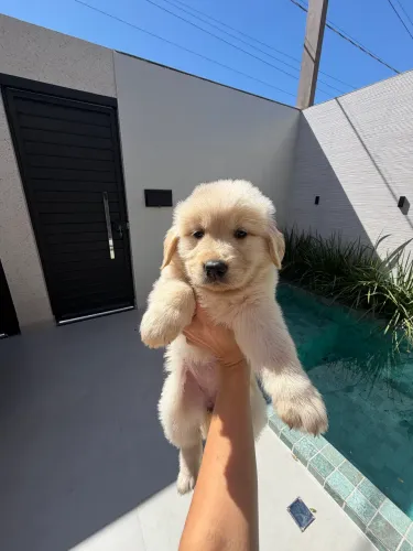 Cachorro Golden retriever