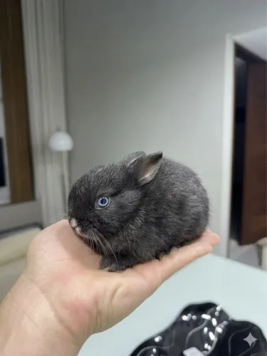 Mini coelho netherland dwarf olhos azuis