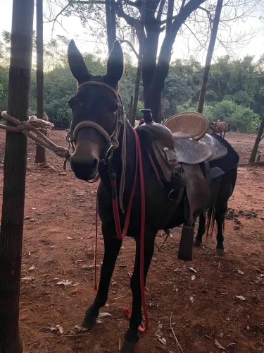 Burro pra venda!