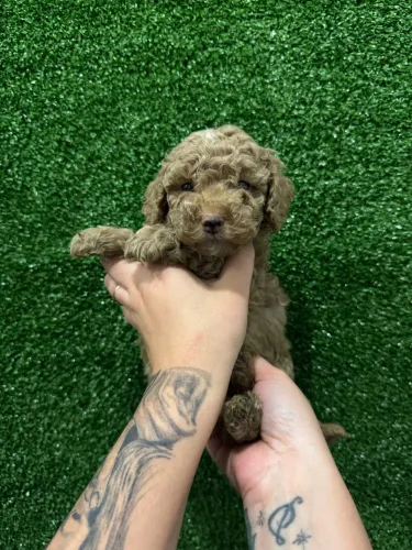 Poodle Toy Red Filhote Mini - Lindo e Muito Carinhoso