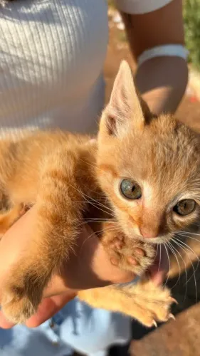 Adoção Responsável Gato