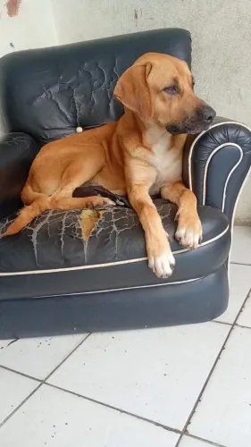Cachorro