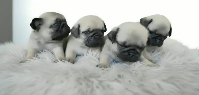 Lindos filhotes de Pug disponíveis para venda machos e fêmeas