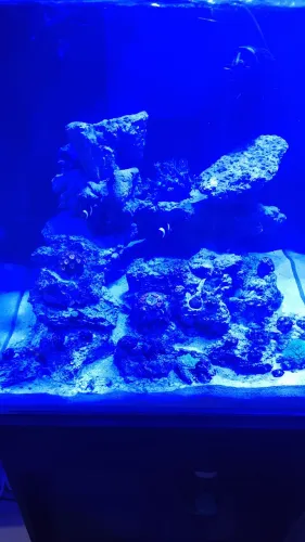 Vendo aquário marinho completo ou troco 