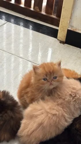 Vendo filhotes de gato persa 