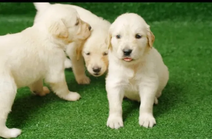 Golden retriever doceis e brincalhoes
