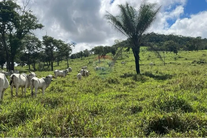 Fazenda Fazendinha à Venda