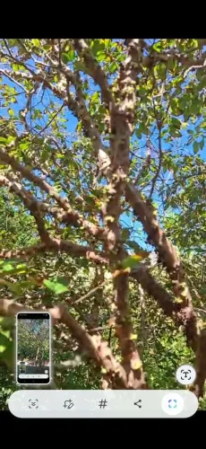 Jabuticabeira Anã produzindo