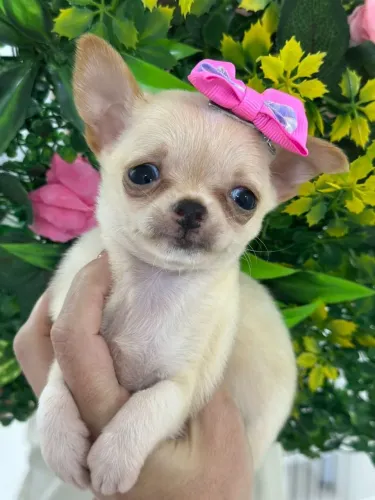 Chihuahua pêlo curto fêmea bicolor