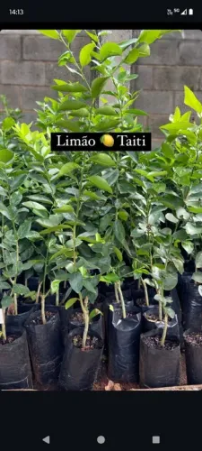Mudas de Limão Taiti