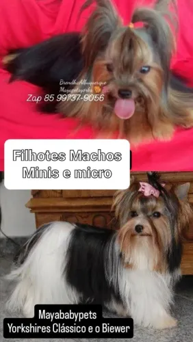 Yorkshires Babys Clássicos e Biewer