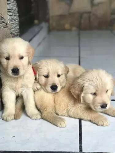 Três filhotes Golden Retriever com diversidade de escolhas