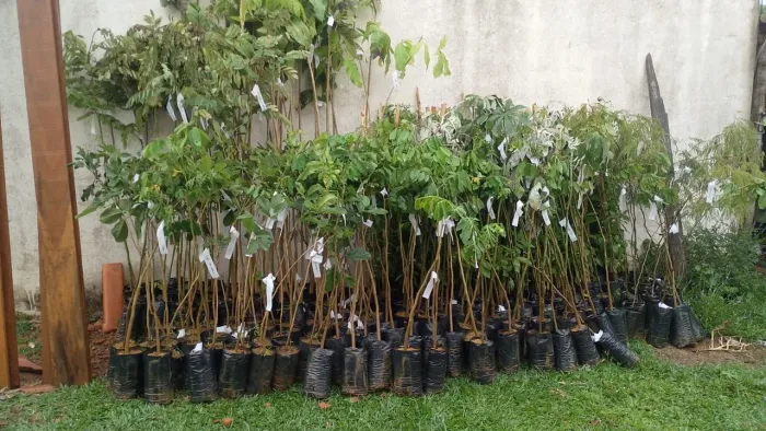 Mudas para Reflorestamento 1.20 Metro