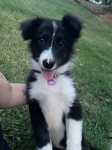 Filhote de Border Collie