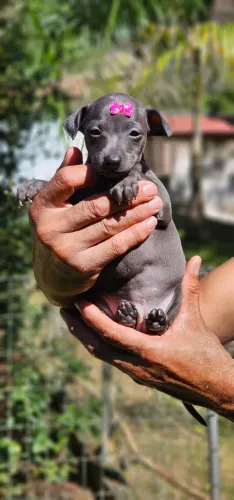 Galgo Italiano Femea - Perfeita Demais