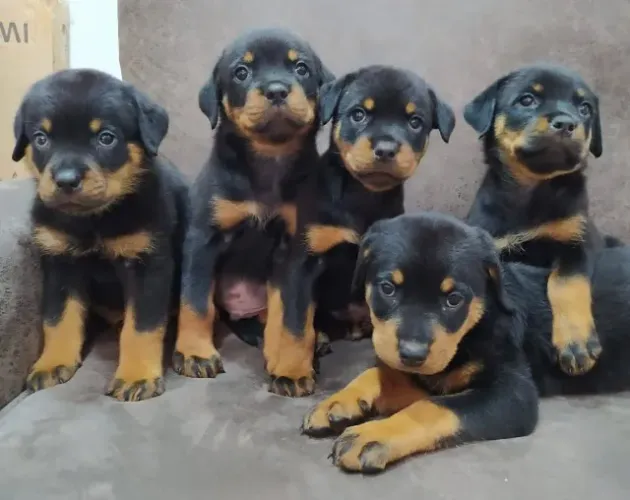 Filhote de Rottweiler: Inteligência e energia em quatro patas