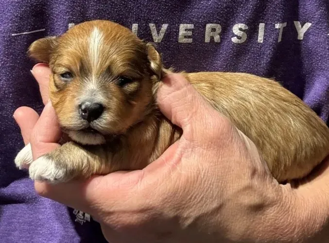 Mini Lhasa Apso ? Adestrado no tapete e com suporte pós-venda
