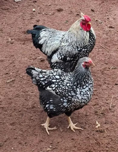 Galo wayandotte 