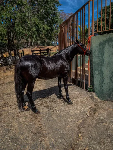 Égua mangalarga marchador 