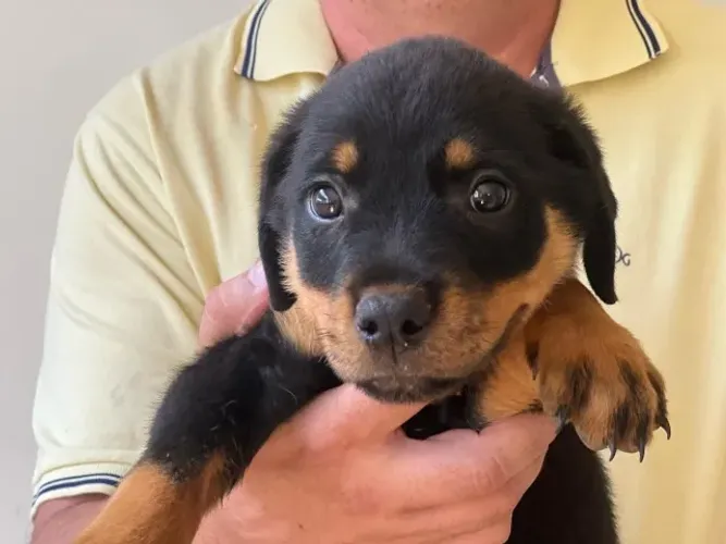 Rottweiler: O Guardião Perfeito para sua Família!