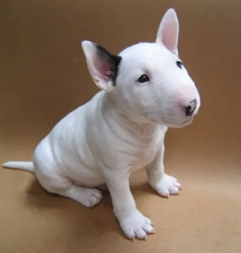 Carinhosos Bull Terrier 