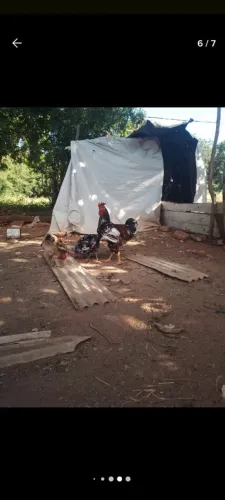 Ovos de gsb galinha balão 