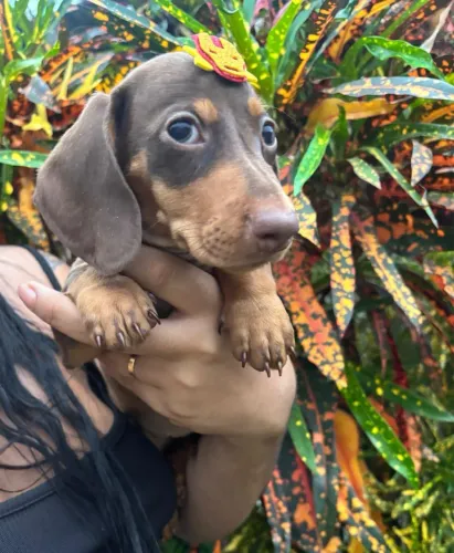 Dachshund Femea Arlequim