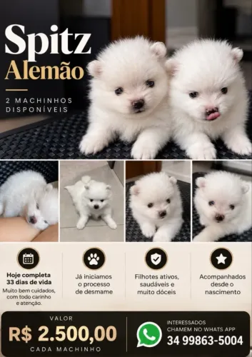 Vendo Filhote de Spitz Alemão 