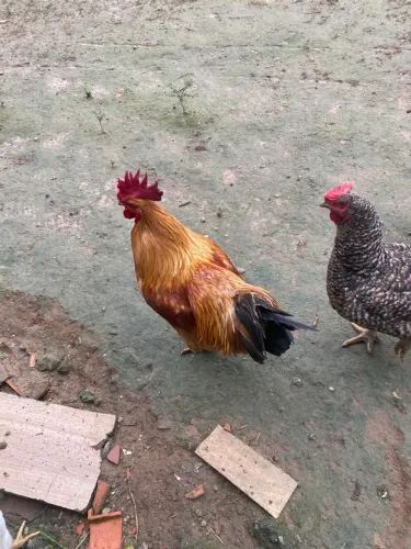 Vendo 3 galos caipiras por 150,00