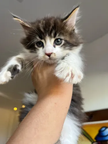 Filhotes Maine coon