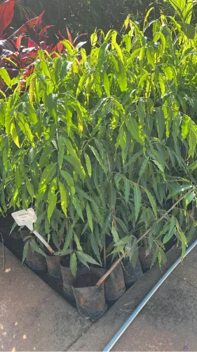 Musa De Choupala